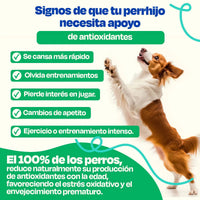 Dogelthy Antiox Blend Sabor Cerdo 270 g (Antioxidante para Perros)