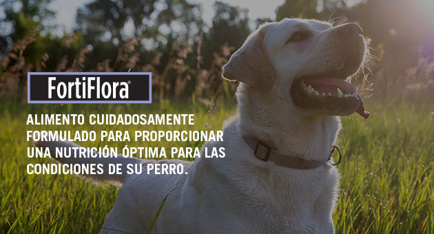 Fortiflora perro probióticos  30 sobres ( fortiflora canine ) REQUIERE TRANSPORTARSE EN FRÍO LLAME PARA COTIZAR ENVÍO